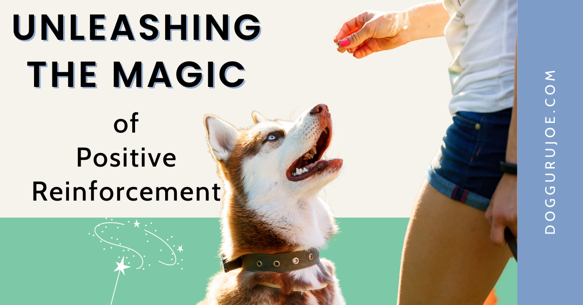 Unleashing the Magic of Positive Reinforcement in Dog Training